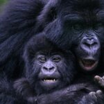 Which is better Bwindi or Mgahinga gorilla trekking