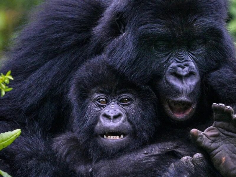 Which is better Bwindi or Mgahinga gorilla trekking