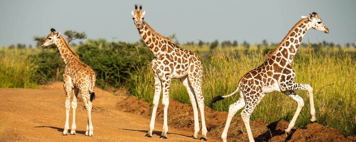 Why visit Uganda for safari tours