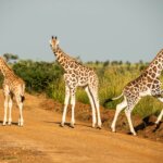 Why visit Uganda for safari tours