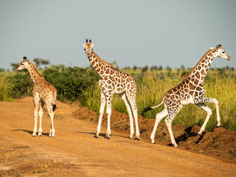 Why visit Uganda for safari tours