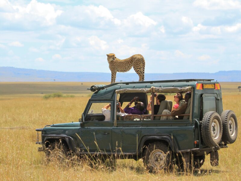 Tanzania Safari for Wildlife Lovers