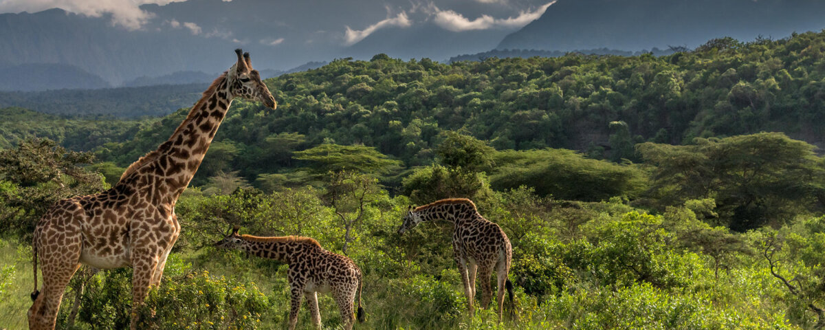 Tanzania Hidden Gems Safari Tours