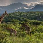 Tanzania Hidden Gems Safari Tours