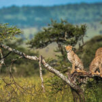 What Are the Best Tanzania Safari Parks?