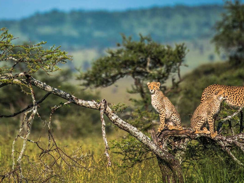 What Are the Best Tanzania Safari Parks?