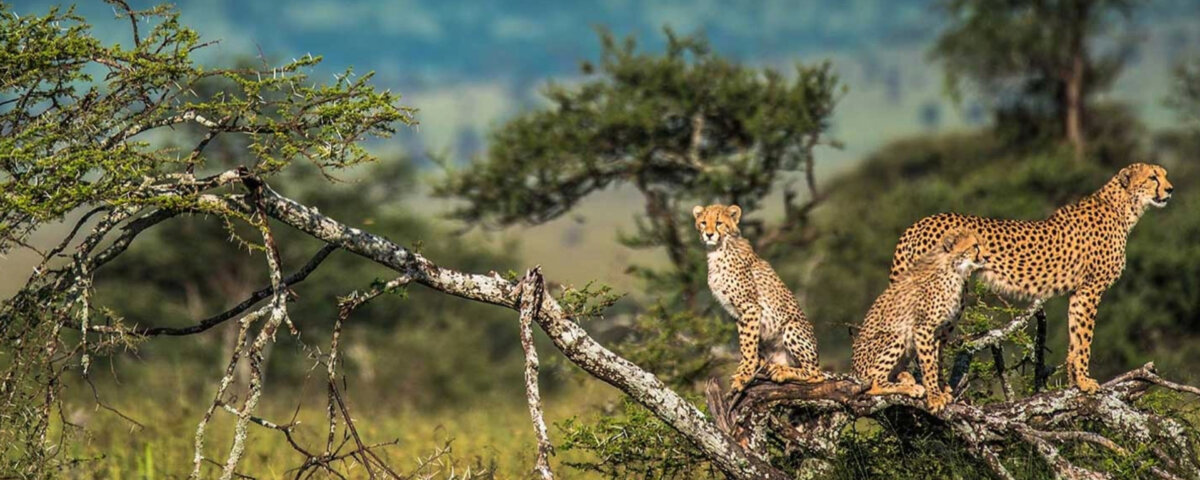 What is the Best Time to Visit Tanzania for Safari