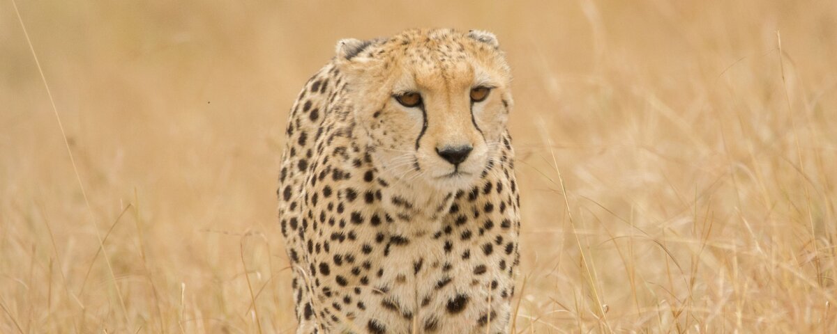 16 Days Tanzania Safari Holidays