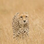 16 Days Tanzania Safari Holidays
