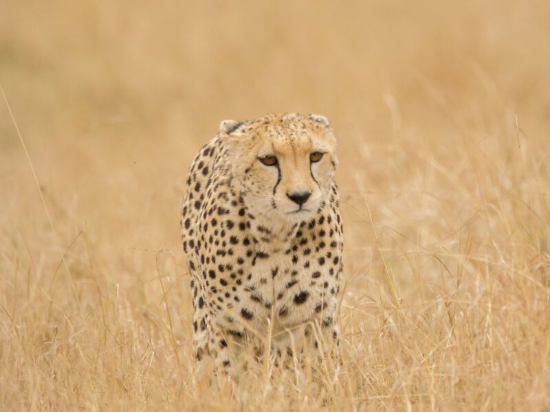 16 Days Tanzania Safari Holidays