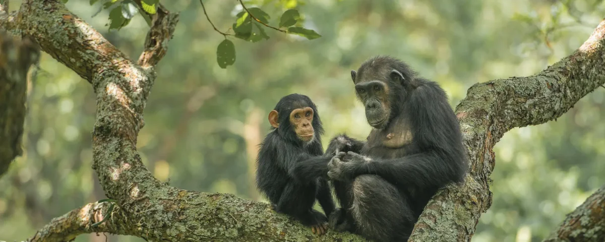 Tanzania Safari and Chimpanzee Trekking