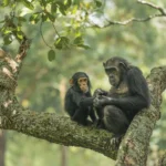 Tanzania Safari and Chimpanzee Trekking