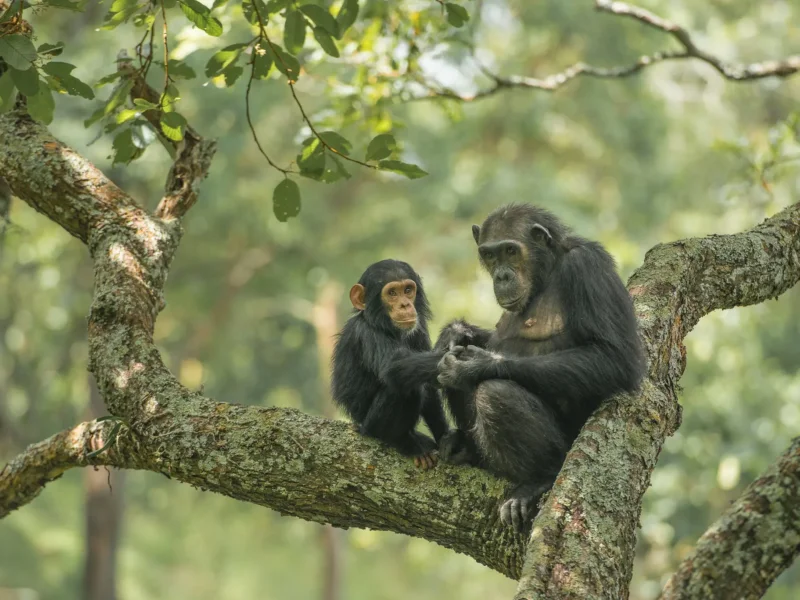 Tanzania Safari and Chimpanzee Trekking