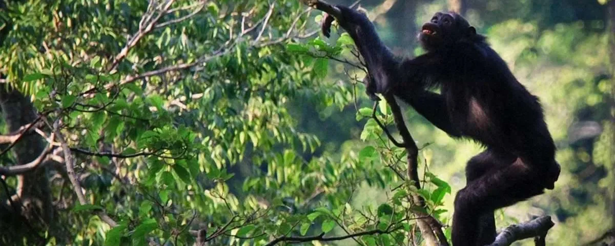 Tanzania Primate Safari Tours
