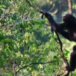 Tanzania Primate Safari Tours