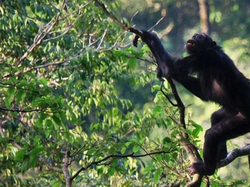 Tanzania Primate Safari Tours