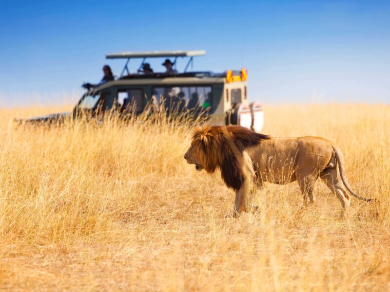 Tanzania Safari in Dry Season: The Best Time for Wildlife Viewing