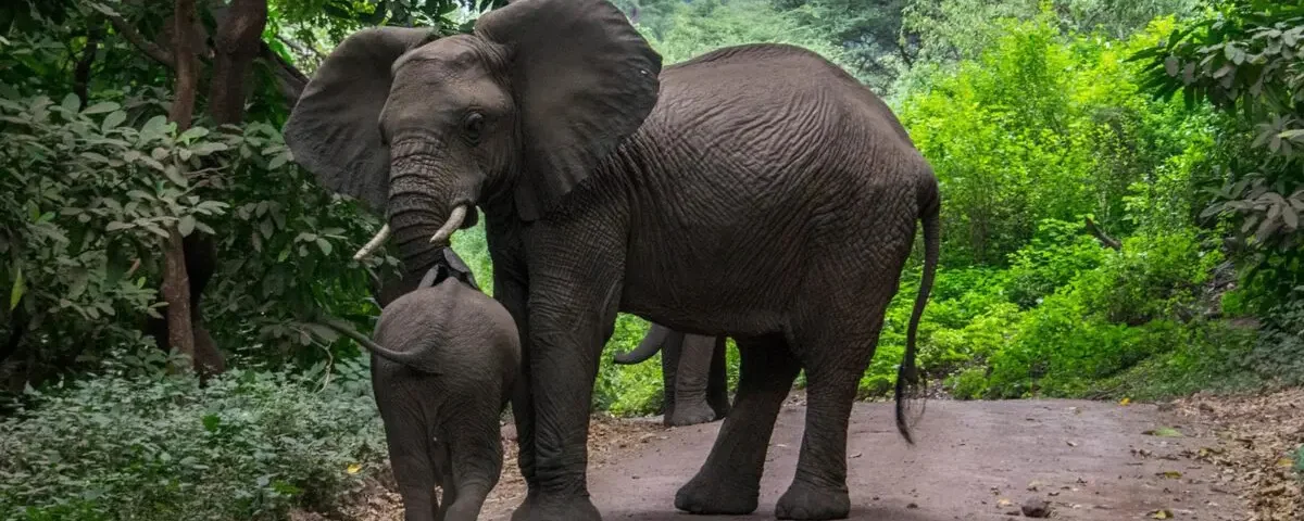 Tanzania Safari for Elephant Viewing