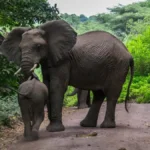 Tanzania Safari for Elephant Viewing