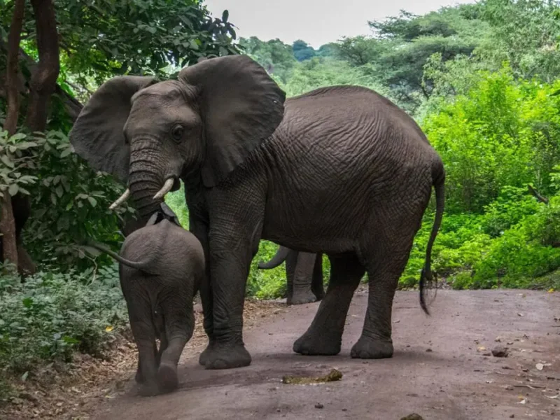 Tanzania Safari for Elephant Viewing