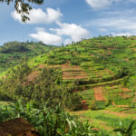 Rwanda and Tanzania Safari Holidays