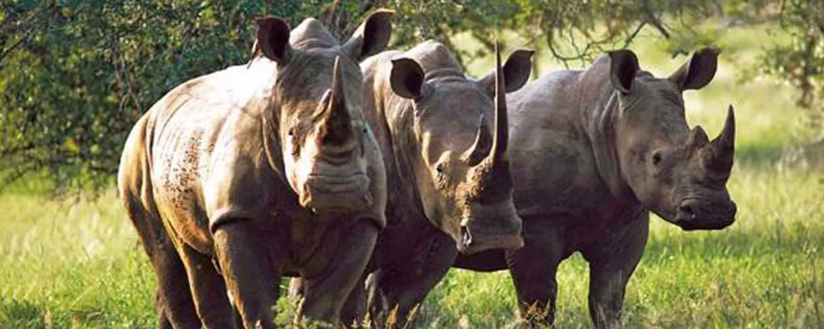 Mkomazi National Park Safaris: Discover Tanzania’s Untouched Wildlife Frontier