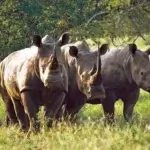 Mkomazi National Park Safaris: Discover Tanzania’s Untouched Wildlife Frontier