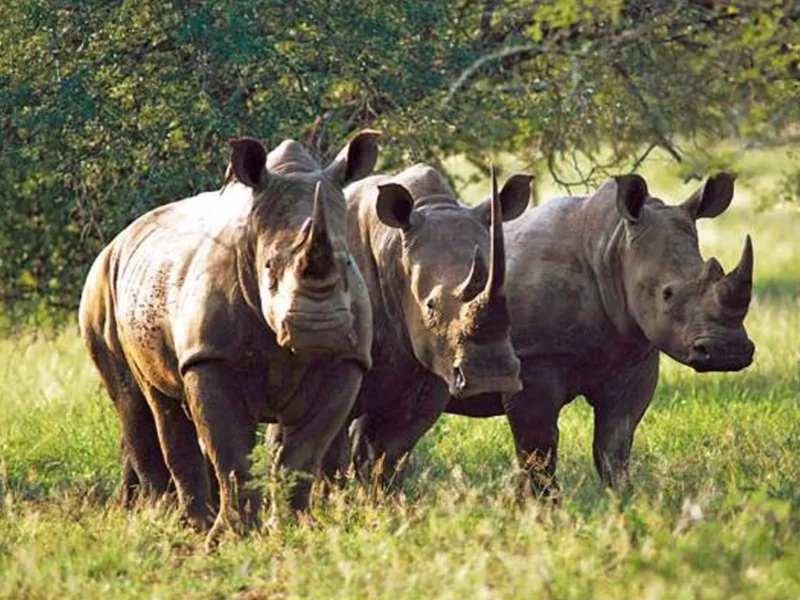 Mkomazi National Park Safaris: Discover Tanzania’s Untouched Wildlife Frontier