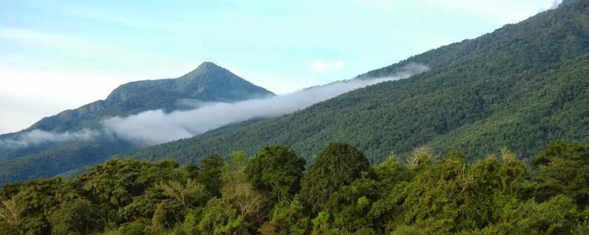 Gombe Tours – Discover Gombe Stream National Park Adventures