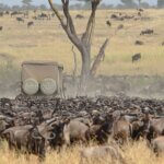 Tanzania Great Migration Safaris