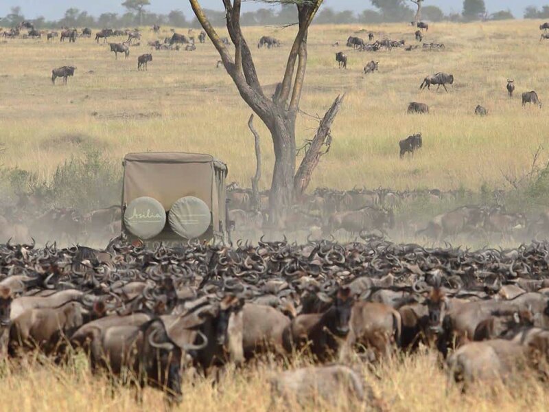 Tanzania Great Migration Safaris