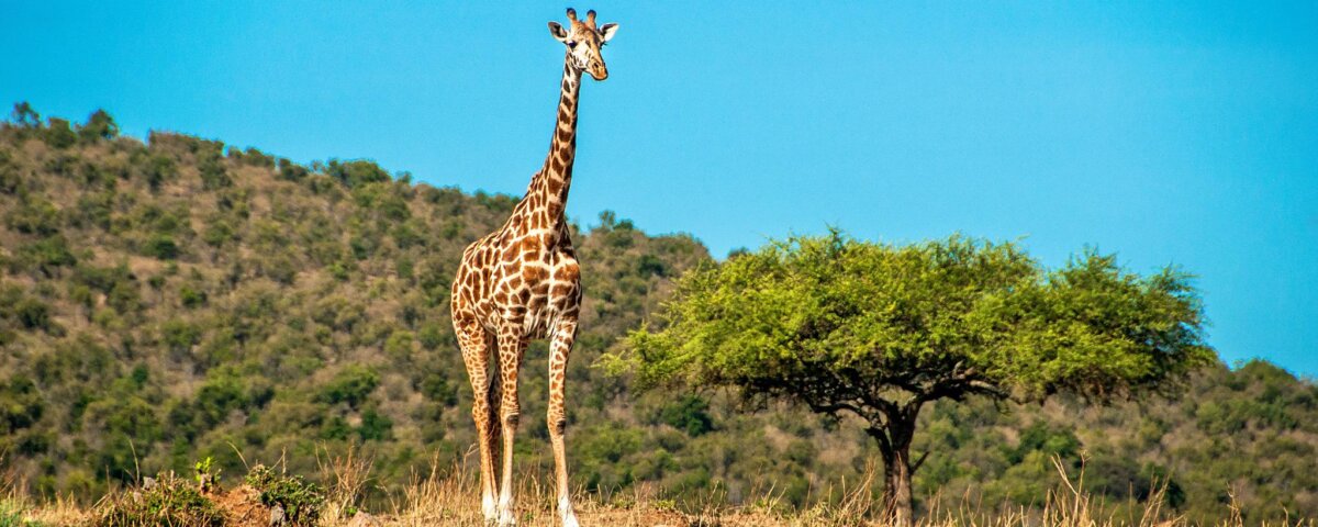 Tanzania Safari for Giraffe Viewing