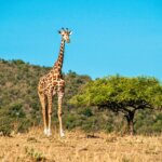 Tanzania Safari for Giraffe Viewing
