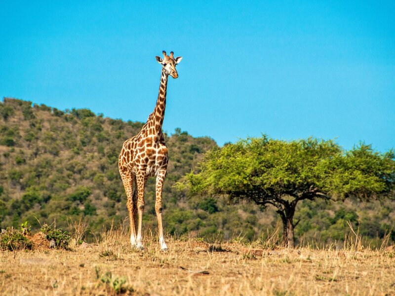 Tanzania Safari for Giraffe Viewing
