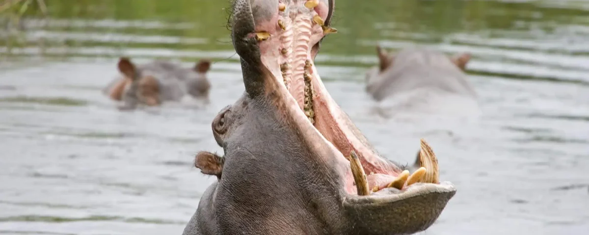 11 Days Tanzania Safari Packages