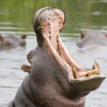11 Days Tanzania Safari Packages