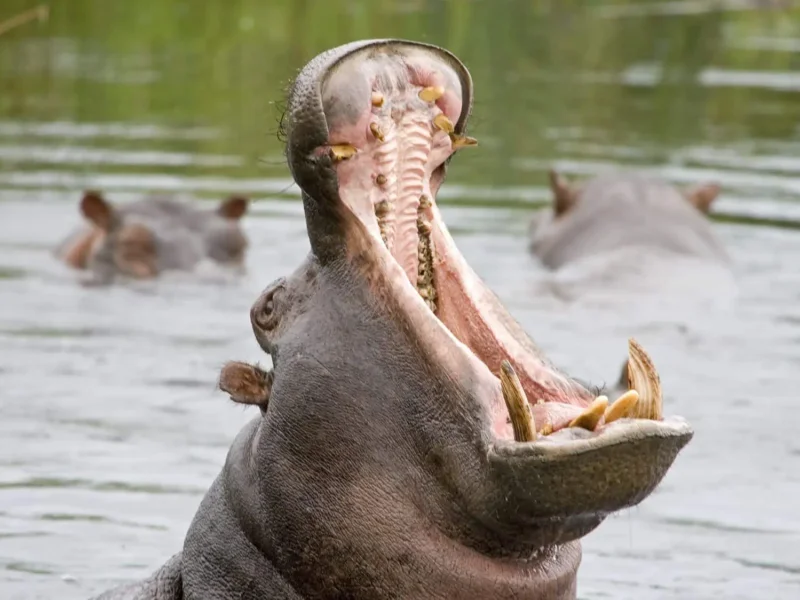 11 Days Tanzania Safari Packages
