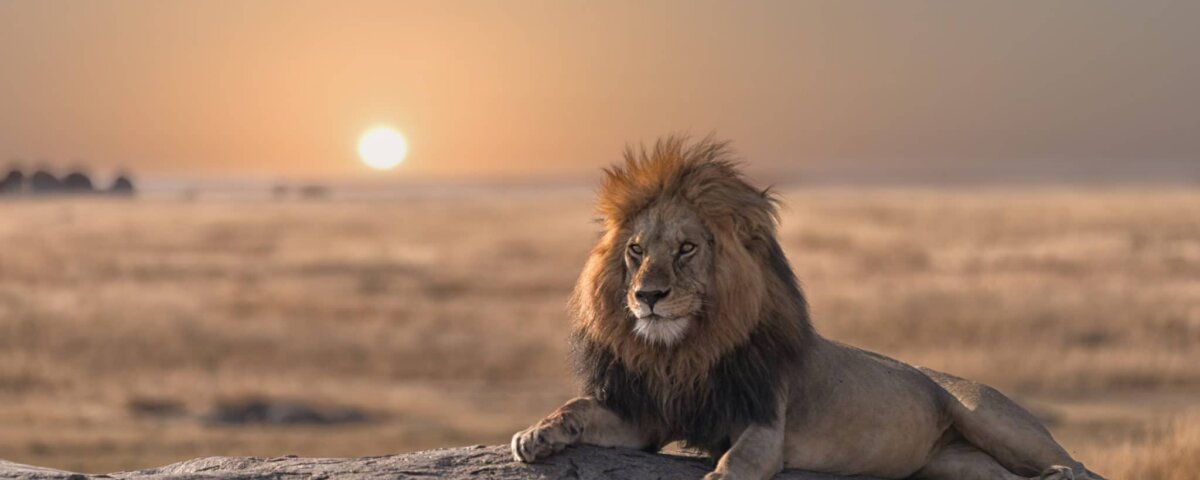 Which Is Better Kenya or Tanzania Safari