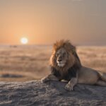 Which Is Better Kenya or Tanzania Safari