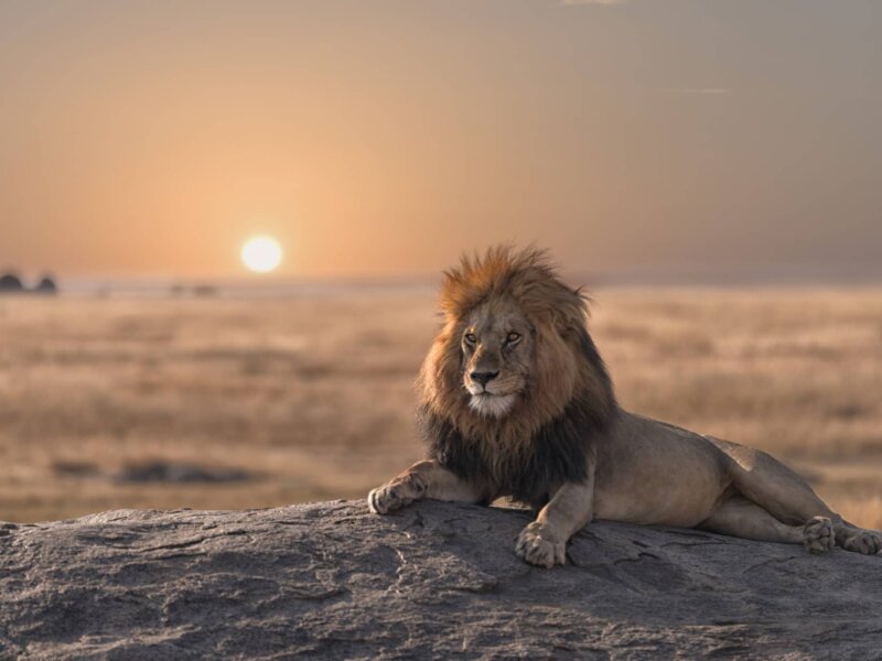 Which Is Better Kenya or Tanzania Safari