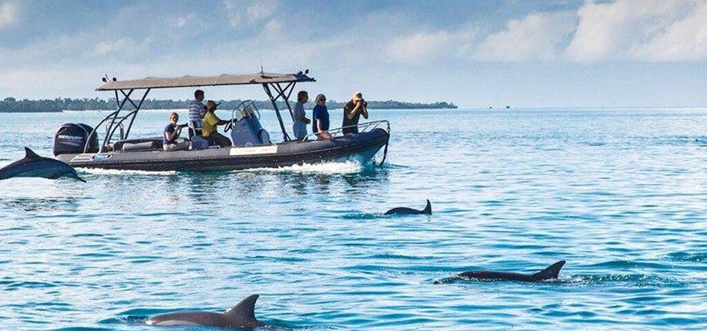 Tanzania Dolphin Tours Zanzibar