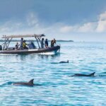 Tanzania Dolphin Tours Zanzibar