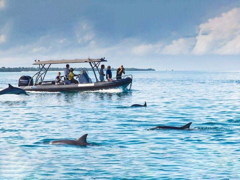 Tanzania Dolphin Tours Zanzibar