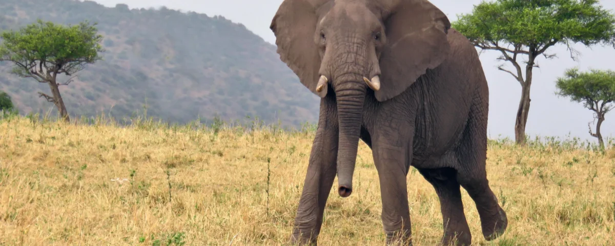 Tanzania Safari in Remote Wilderness