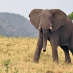 Tanzania Safari in Remote Wilderness