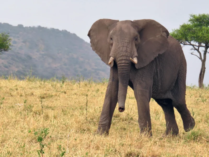 Tanzania Safari in Remote Wilderness