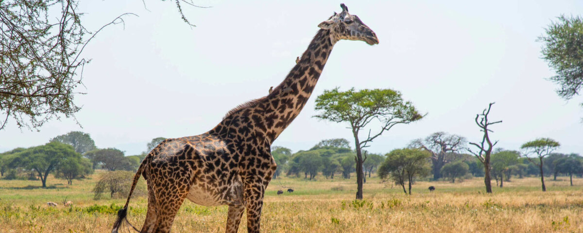 August Tanzania Safari Adventures – Best Wildlife Safari Experience in Tanzania