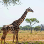 August Tanzania Safari Adventures – Best Wildlife Safari Experience in Tanzania