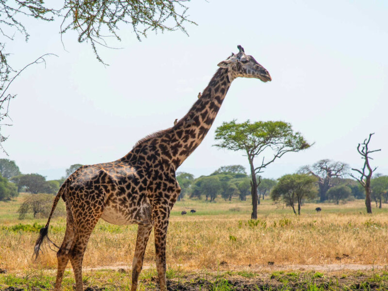 August Tanzania Safari Adventures – Best Wildlife Safari Experience in Tanzania
