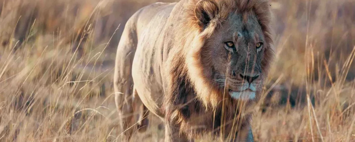Tanzania Safari Long Stay Packages